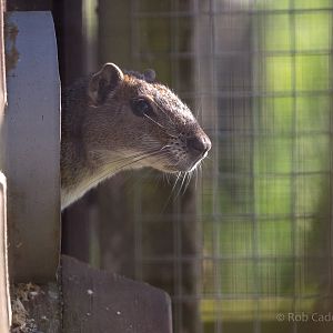 Rock cavy : Hamerton : 14 May 2017