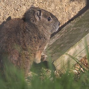 Rock cavy : Hamerton : 14 May 2017