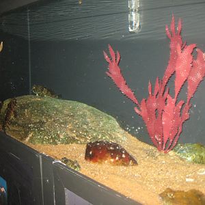 Fiskeri- og Søfartsmuseet - Sea scorpion tank