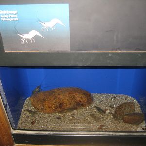 Fiskeri- og Søfartsmuseet - Prawn tank