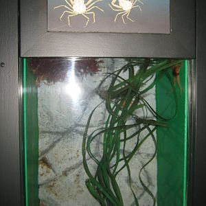 Fiskeri- og Søfartsmuseet - Crab tank