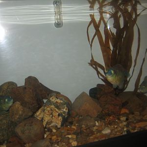 Fiskeri- og Søfartsmuseet - Corkwing tank