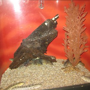 Fiskeri- og Søfartsmuseet - Tank for surplus eelpout