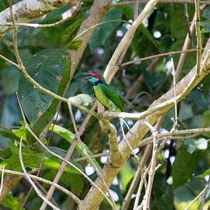 Blue-eared Barbet