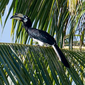 Oriental Pied Hornbill