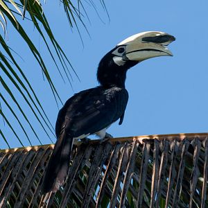 Oriental Pied Hornbill