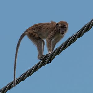 Crab-eating Macaque