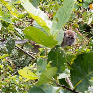 Crab-eating Macaque