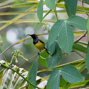 Olive-backed Sunbird