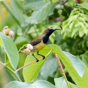 Olive-backed Sunbird