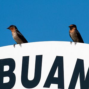 Pacific Swallows