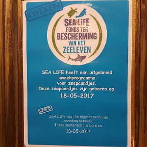 Birth-sign Seahorses