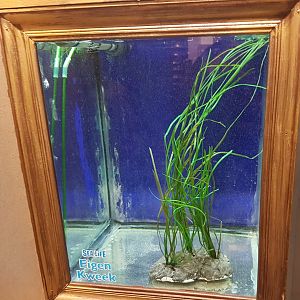 Few days old Seahorses raisng-tank