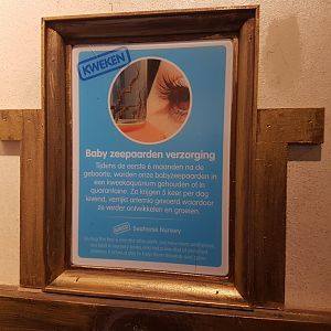 Baby-care taking info Seahorses