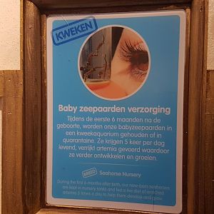 Raising-info Seahorses