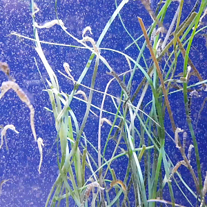 Baby Seahorses