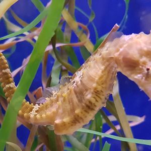 Lined seahorse - Hippocampus erectus