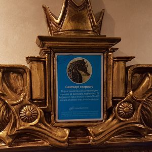 Sign Lined seahorse - Hippocampus erectus