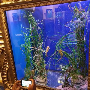 Aquarium lined seahorse - Hippocampus erectus