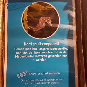 Sign Short-snouted seahorse