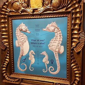 Seahorse-info