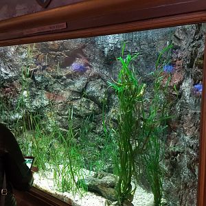 Pot-bellied seahorse and Broad-nosed pipefish-aquarium