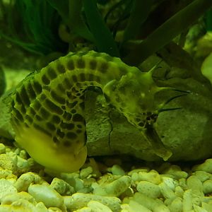 Pot-bellied seahorse