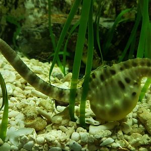 Pot-bellied seahorse - Hippocampus abdominalis