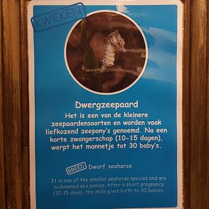 Sign Dwarf seahorse - Hippocampus zosterae