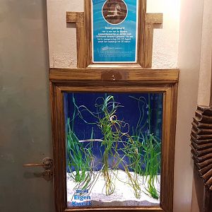 Aquarium Dwarf seahorse