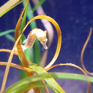 Dwarf seahorse - Hippocampus zosterae