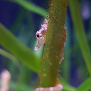Dwarf seahorse - Hippocampus zosterae