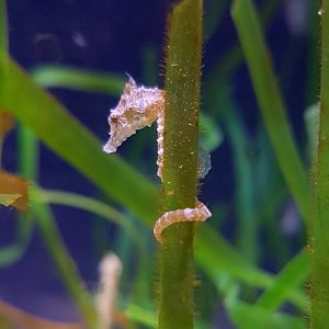 Dwarf Seahorse - Hippocampus zosterae