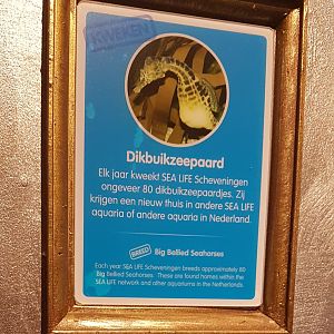 Sign Pot-bellied seahorse - Hippocampus abdominalis