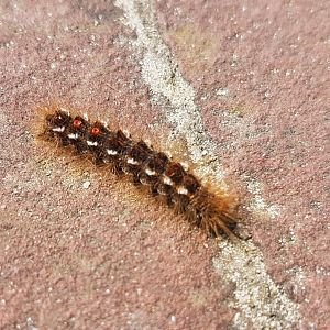 Brown-tail caterpillar - Euproctis chrysorrhoea