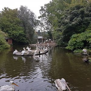Pelican and Cormorant enclosure