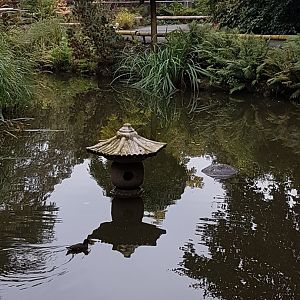 Pond in Chinese Garden