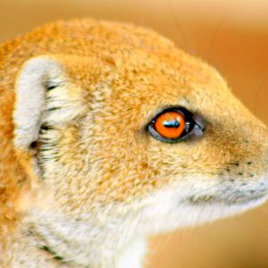 Yellow mongoose; Marwell; 20th May 2017