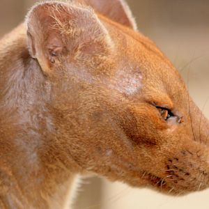 Fossa; Marwell; 20th May 2017