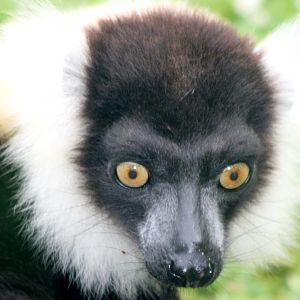 Black & white ruffed lemur; Marwell; 20th May 2017