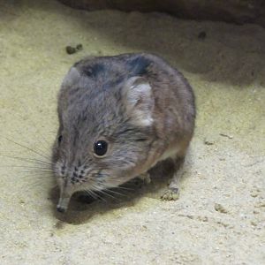 Short-eared elephant shrew