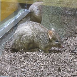 Brush-tailed bettong in diurnal enclosure