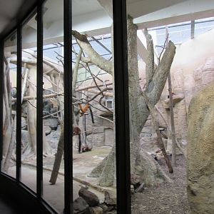 Red-ruffed lemur and greater mouse deer exhibit