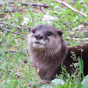 Asian small-clawed otter