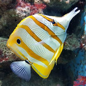 Copperband butterflyfish - Chelmon rostratum