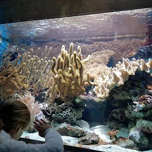 Coral-reef Aquarium