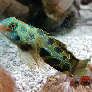 Picturesque dragonet - Synchiropus picturatus