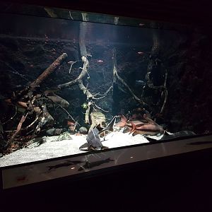 Sturgeon - Sailfin sucker aquarium