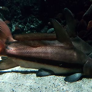 Chinese sailfin suckers