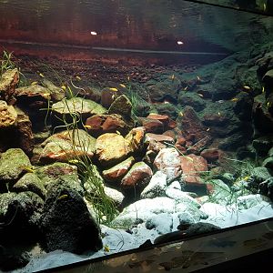 Lake Malawi-aquarium